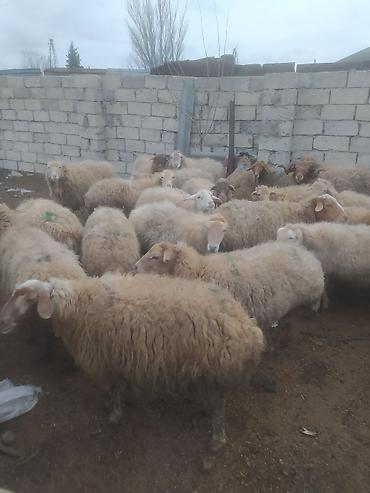 Digər kənd təsərrüfatı heyvanları: Digər kənd təsərrüfatı heyvanları — 9