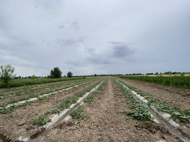 цены на овощи в бишкеке 2019: Дарбыз поля сатылат дарбыз коону менен 1,5 гектар полный каралган