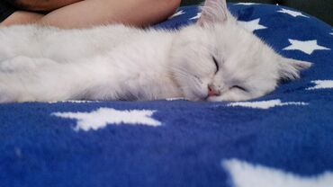 покупка собак в баку: Şinşilla, Dişi, Yaxşı əllərə, Ünvandan götürmə