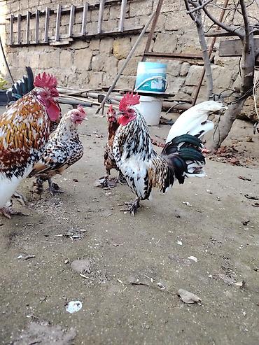 Xoruzlar: Yaponkalar satılır ünvan Əmircan — 11