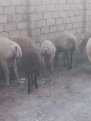 cins piwikler: Salam 20 heyavandı 1ədədi erkək qoç 2dənədə erkək toxlu 17 dişi — 5