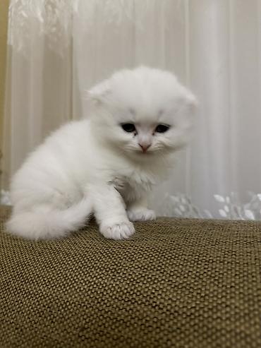 uzun tuk pişik: Şotland uzun tüklü — 2