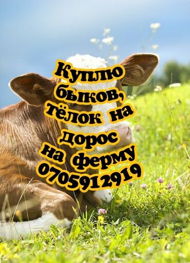 продажа попугаев жако: Куплю | Коровы, быки, Лошади, кони | Круглосуточно, На откорм, Самовывоз