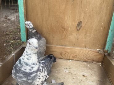 Другие с/х животные: Породные голуби с «чубом» и мощным зобом (дутыши/крякуны), окраска — 16