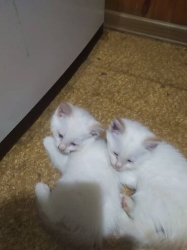 объявления о пропаже животных: 2 месяца, Мальчик, Приучена к лотку