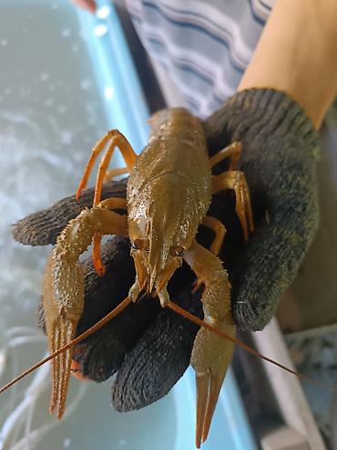 карась рыба: 🦞 В продаже живые, свежевыловленные раки! За заказом — в личные — 2