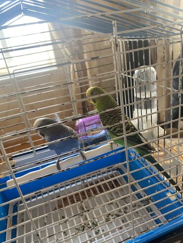 Qəfəslər: Ev dalğalı tutuquşu dəsti - İki ədəd dalğalı tutuquşu (bir — 3