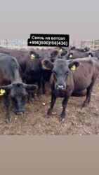 продаю дойных коров: Продаю | Корова (самка), Бык (самец), Тёлка | Ангус, Герефорд, Голштин | На откорм, На забой, Для разведения | Племенные