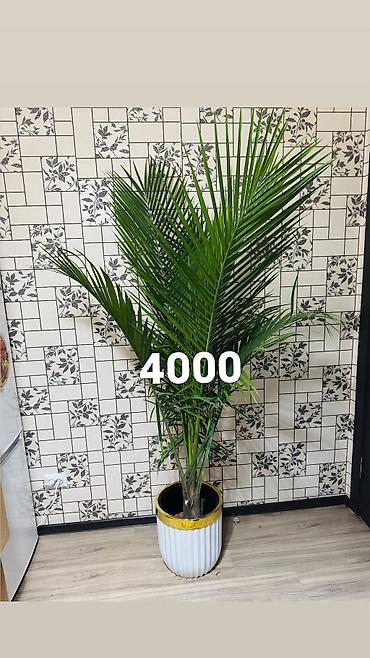 Другие комнатные растения: Комнатные цветы, цены написаны на фото — 27