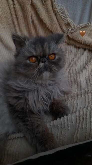 возьму породистого котенка в дар: Ekzot, Dişi, Yaxşı əllərə
