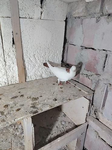Göyərçinlər: Qırmızı Şeyka Erkey Maya Cütü 30 Manat — 2