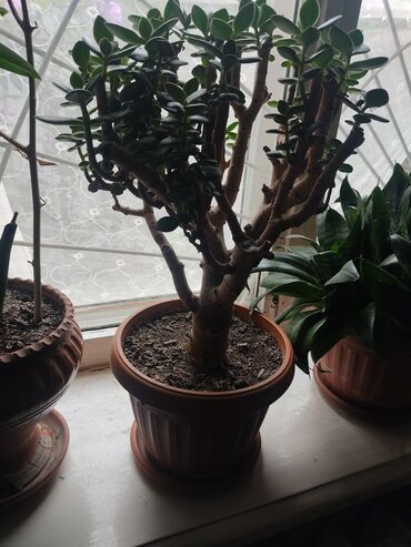 Другие комнатные растения: 1.Щучий хвост ( тещин язык) 2.Алоэ вера 3. Алоэ древовидный — 12