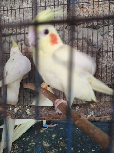 Tutuquşları: Temiz lutino Korella bir ededi 60 azn Qirmizi göz lutino Nymph paraket — 2