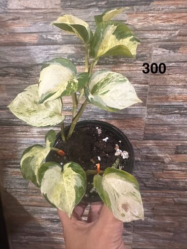 Другие комнатные растения: Комнатные растения — 17