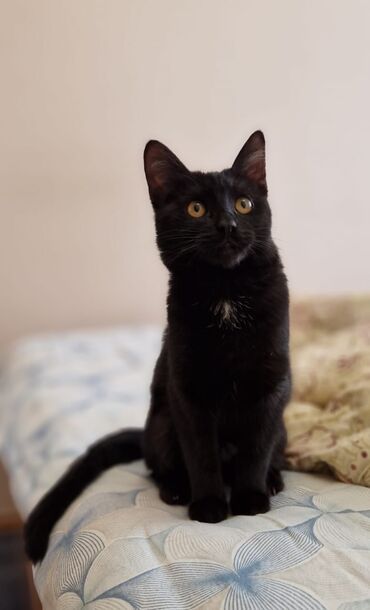 метис персидской кошки: Мини Багира возраст 7 месяцев стерилизована привита приучена к лотку