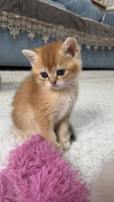 Pişiklər: Britan — 5