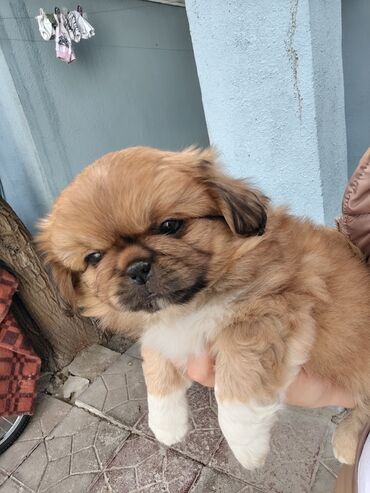 İtlər: Pekines — 4