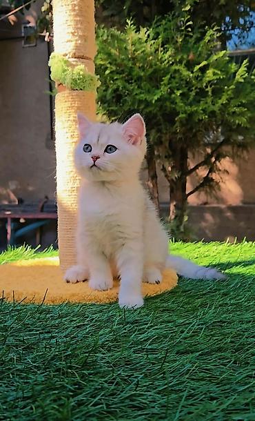 хочу купить кошку: Шотландские чистопородные котята. Scottish fold и Straight девочки — 8