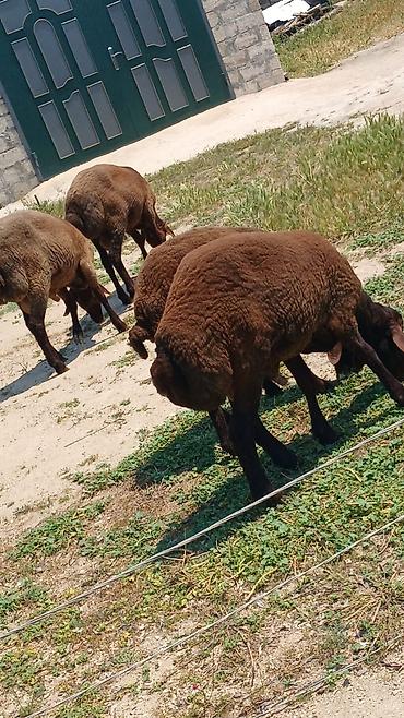 Qoyunlar, qoçlar: Erkək, il: 1, Ünvandan götürmə — 1