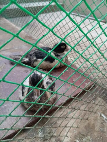 Digər quşlar: Misk ördəkləri – müxtəlif rəng və naxışlarda cavan balalar - Növ — 6