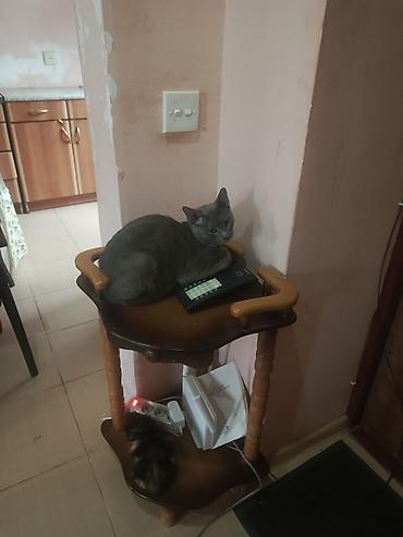 Pişiklər: Şotland — 4