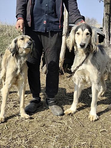 Продажа собак: Продажа Щенков ТАЙГАН для пастушьей службы и охоты. Описание: - — 5