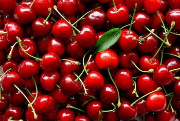 семена помидор бишкек: Гилас Дүңүнөн, Өзү алып кетүү