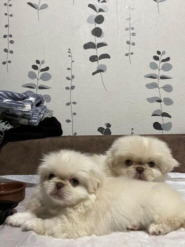 pekines: Pekines, 2 ay, Erkek, Ünvandan götürmə