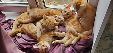 Животные: Отдам в хорошие руки. Рыжие котята. к лотку приучены. - короткая — 1