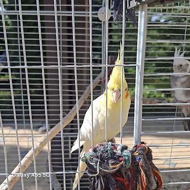 Другие с/х животные: 🦜 Попугаи корелла в продаже Продаются 2 кореллы: ✔ Одному — 2 года ✔ — 5