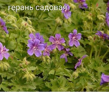 Другие виды семян и саженцев: Все растения что на фото, есть в наличии — 30