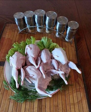 Bildirçin: Satışda Ətlik damazlıq 180 . 200 qram və bala Texas sortu — 3