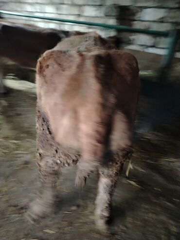 Dana, buzov: Dana, buzov, Dişi, Holsteyn, ay: 1, 560 kq, Ətlik — 8