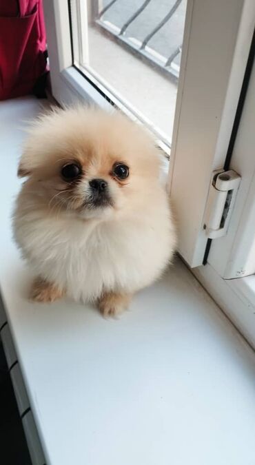 купить мопса бишкек: Шпиц, 2 месяца, Самец