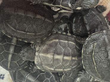 Другие животные: Красноухие черепашки,самые низкие цены,разным размеров и — 6