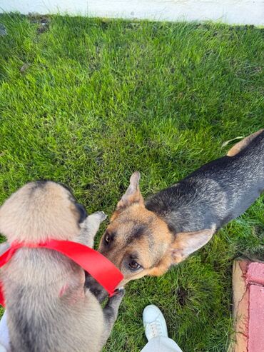 İtlər: Labrador-retriver, 1 il, Dişi, Ünvandan götürmə — 2