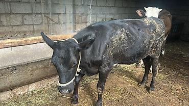 Коровы, быки: Продаю | Тёлка | Симментальская | На забой, Для разведения, Для молока | Племенные, Не стельные, Искусственник — 12