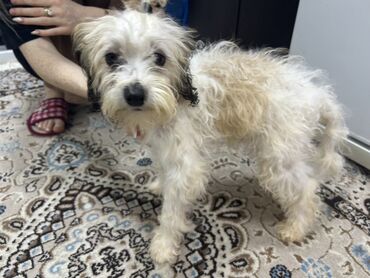 it adı: Pudel, 2 ay, Erkek, Peyvəndli, Ünvandan götürmə, Ödənişli çatdırılma