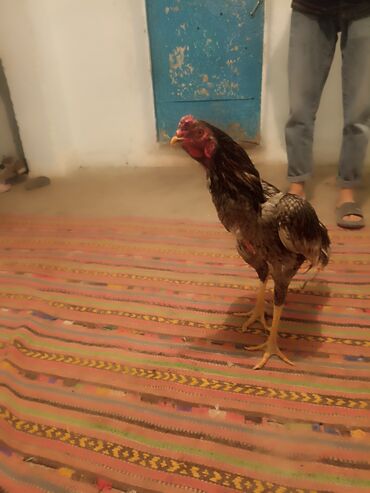 Куры, петухи: Продаю | Петух | Бойцовая | Для разведения — 5