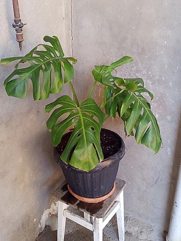 Monstera deliciosa (pəncərəçiçəyi) – iri, deşikli yarpaqlı dekorativ