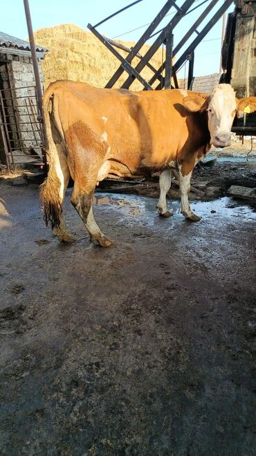 simmental inək cinsi: Dişi, Simental, il: 2
