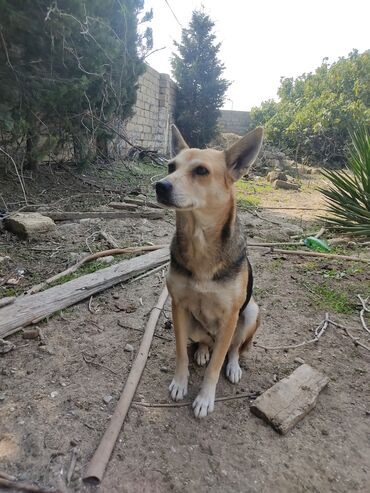 it üçün kəmər: Zvonok, 10 ay, Dişi