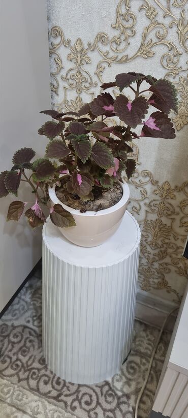 Фикусы: РАСПРОДАЖА ДОМАШНИХ ЦВЕТОВ, СРОЧНО НЕДОРОГО ЦВЕТЫ КОМНАТНЫЕ Продаю — 15