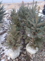 ураган для травы бишкек: Продается голубые ёлки с комами есть услуги посадка платная доставка at lalafo.kg ураган для травы бишкек: Продается голубые ёлки с комами есть услуги посадка платная доставка