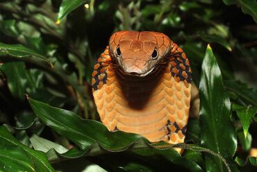 ультразвуковой отпугиватель змей: Куплю ваших рептилий, змей, ящериц и прочих. Адекватная цена