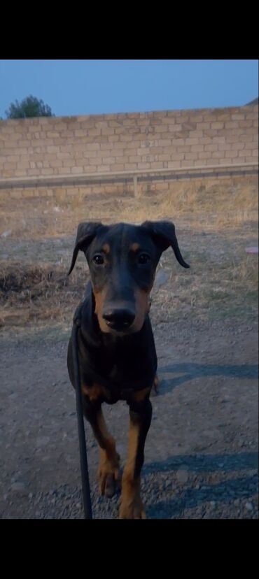çoban itlər: Doberman, 3 ay, Erkek, Peyvəndli