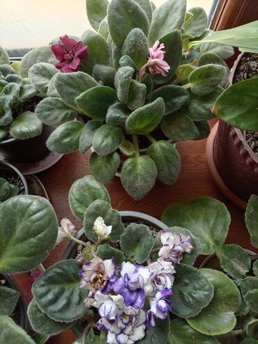Otaq bitkiləri: Afrika bənövşələri (Saintpaulia) – müxtəlif rəngli və formalı sortlar — 15