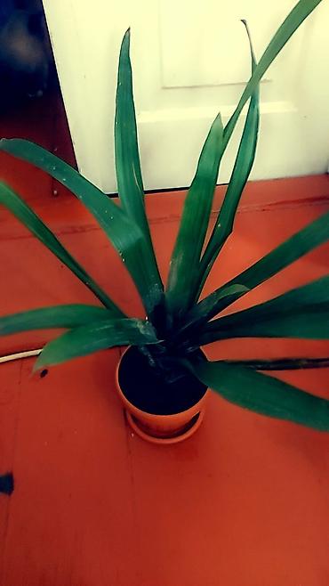 Отдам даром: Цветы от 50 сом и выше — 17