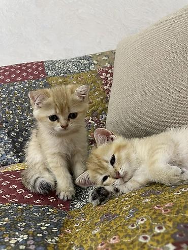 şınşıla: Şinşilla, Dişi, Ünvandan götürmə — 1