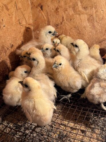 сколько стоит 1 кг домашних пельменей: 🐣Продаю декоративные карликовые породы кур и петухов! Отличные